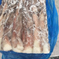 Frozen giant squid long tentacles